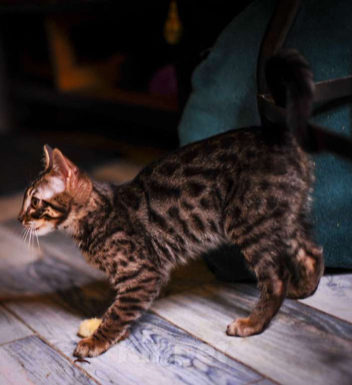 Кошки в Москве: Бенгальский котенок алк ф3 Мальчик, 35 000 руб. - фото 6