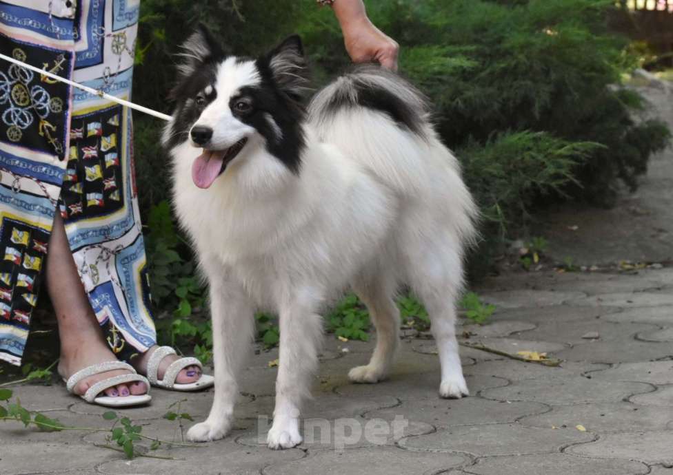 Собаки в Москве: Ненецкая оленегонная лайка. Сука Царица Томирис.  Девочка, 60 000 руб. - фото 3