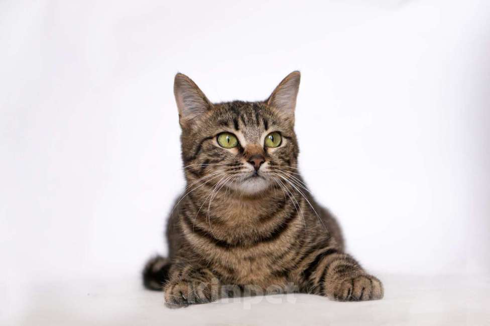 Кошки в Москве: Бенгальский кот подросток Морис в добрые руки Мальчик, Бесплатно - фото 3