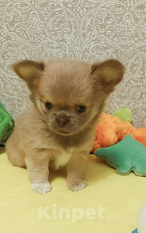 Собаки в Новосибирске: Красивая длинношерстная девочка в лилово-подпалом окрасе! Девочка, Бесплатно - фото 2