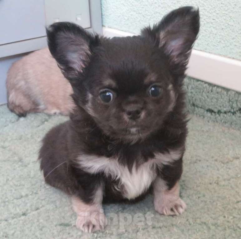 Собаки в Санкт-Петербурге: чихуахуа шоу мальчик Мальчик, 150 000 руб. - фото 7