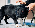 Собаки в Дмитрове: Лёлик в добрые руки Мальчик, Бесплатно - фото 4