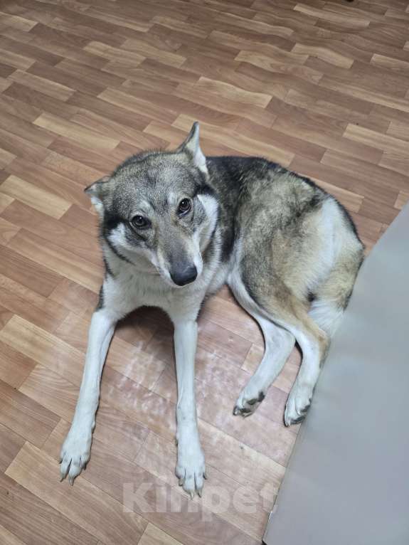 Собаки в Старице: Найдена Лайка Девочка, Бесплатно - фото 1