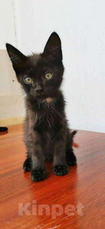 Кошки в Новосибирске: Черные котята, Бесплатно - фото 1