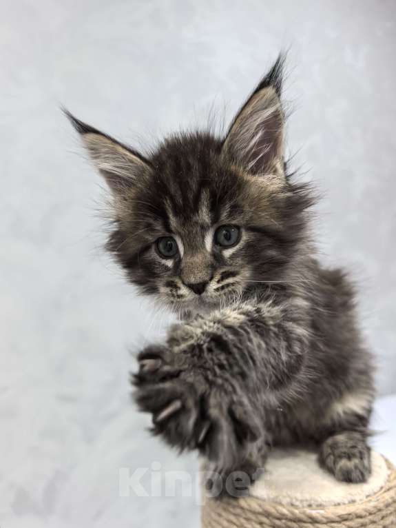 Кошки в Санкт-Петербурге: Чистокровные породистые котята Мейн-кун Мальчик, Бесплатно - фото 8