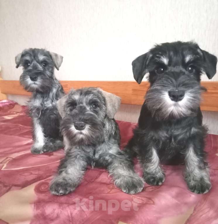 Собаки в Воронеже: Щенки цвергшнауцера Мальчик, Бесплатно - фото 8