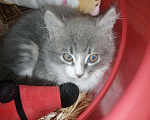 Кошки в Красноярске: Потерян котик  Мальчик, Бесплатно - фото 1