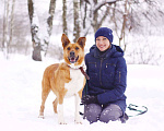 Собаки в Москве: Солнечная Ириска 2,5 года в добрые руки Девочка, Бесплатно - фото 2