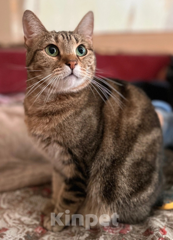 Кошки в Санкт-Петербурге: Кошка  Лаура- нужен хозяин Девочка, Бесплатно - фото 2