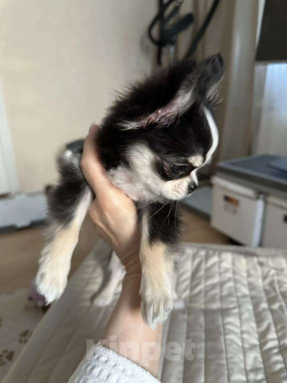 Собаки в Ростове-на-Дону: Девочка чихуахуа Девочка, 50 000 руб. - фото 1