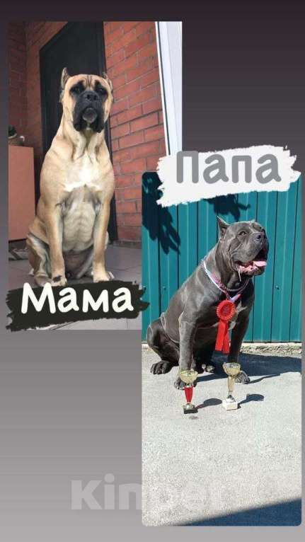 Собаки в других городах Ростовской области: Ищет семью Девочка, 25 000 руб. - фото 8