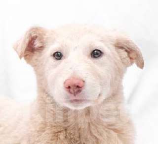 Собаки в Москве: Щенка Белочку очень обижают на передержке Девочка, Бесплатно - фото 2