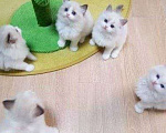 Кошки в Москве: Кото-детки Рэгдолл Девочка, 35 000 руб. - фото 7