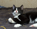 Кошки в Санкт-Петербурге: Котенок девочка Лаура Девочка, Бесплатно - фото 2