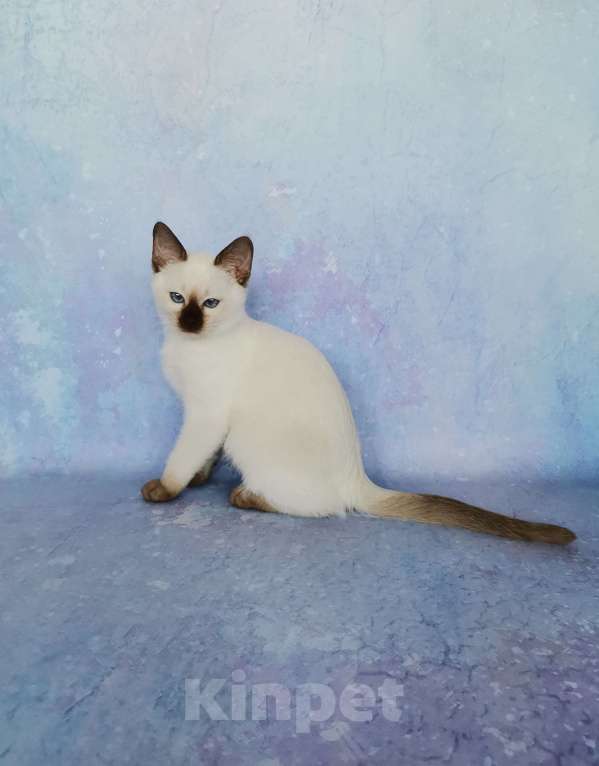 Кошки в Москве: Тайские котята из питомника Topaze De Lux  Мальчик, 55 000 руб. - фото 3