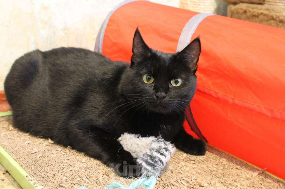 Кошки в Москве: Шикарные молодые котики и кошечки (1 г.) в дар Девочка, Бесплатно - фото 2