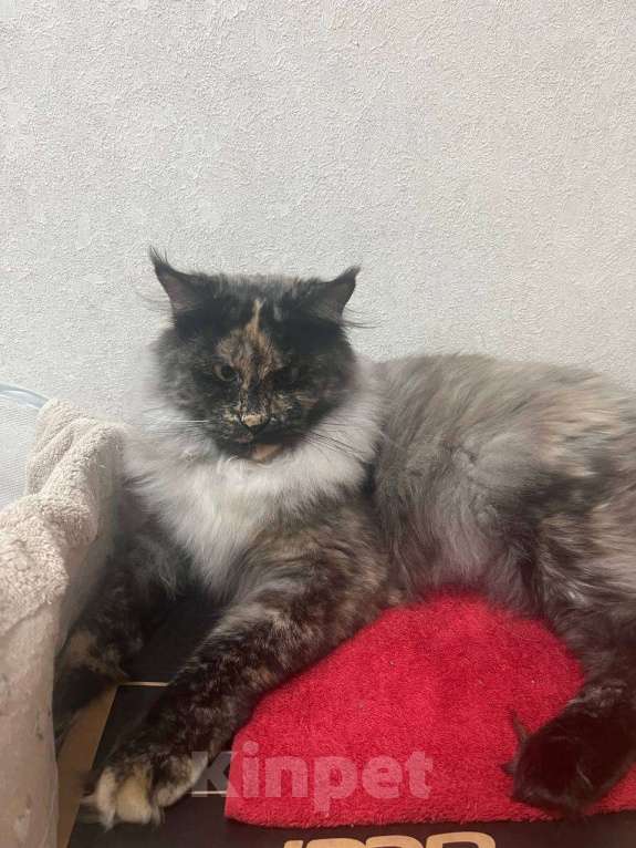 Кошки в Ахтубинске: Котята мейн-кун Девочка, 30 000 руб. - фото 5