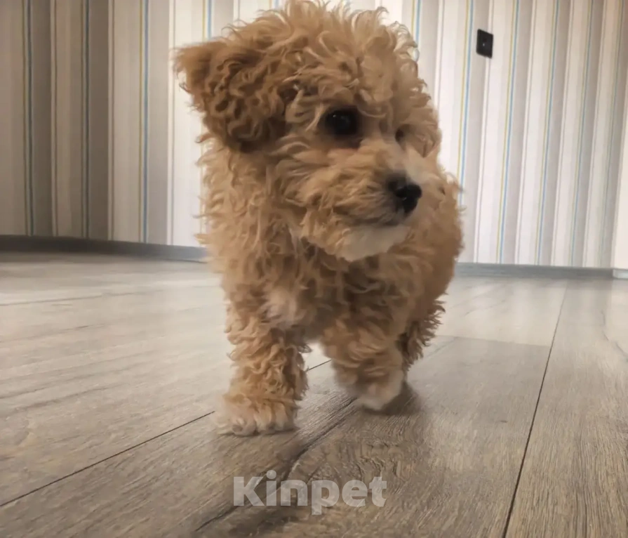 Собаки в Новосибирске: Мальтипу Мальчик, 35 000 руб. - фото 1