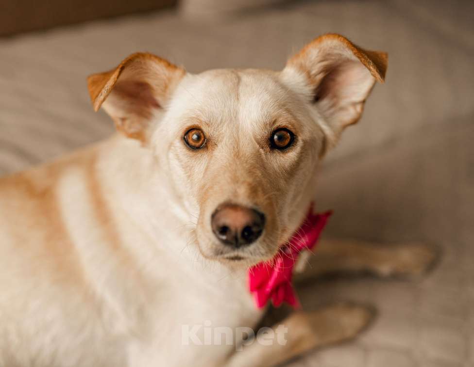 Собаки в Москве: Злата в добрые руки. Девочка, Бесплатно - фото 7