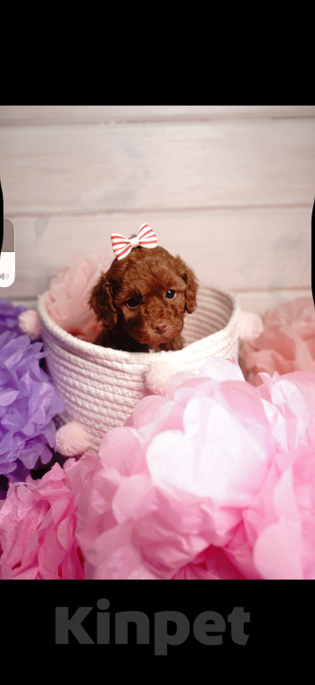 Собаки в Одинцово: Той пудель ркф Девочка, 85 000 руб. - фото 3