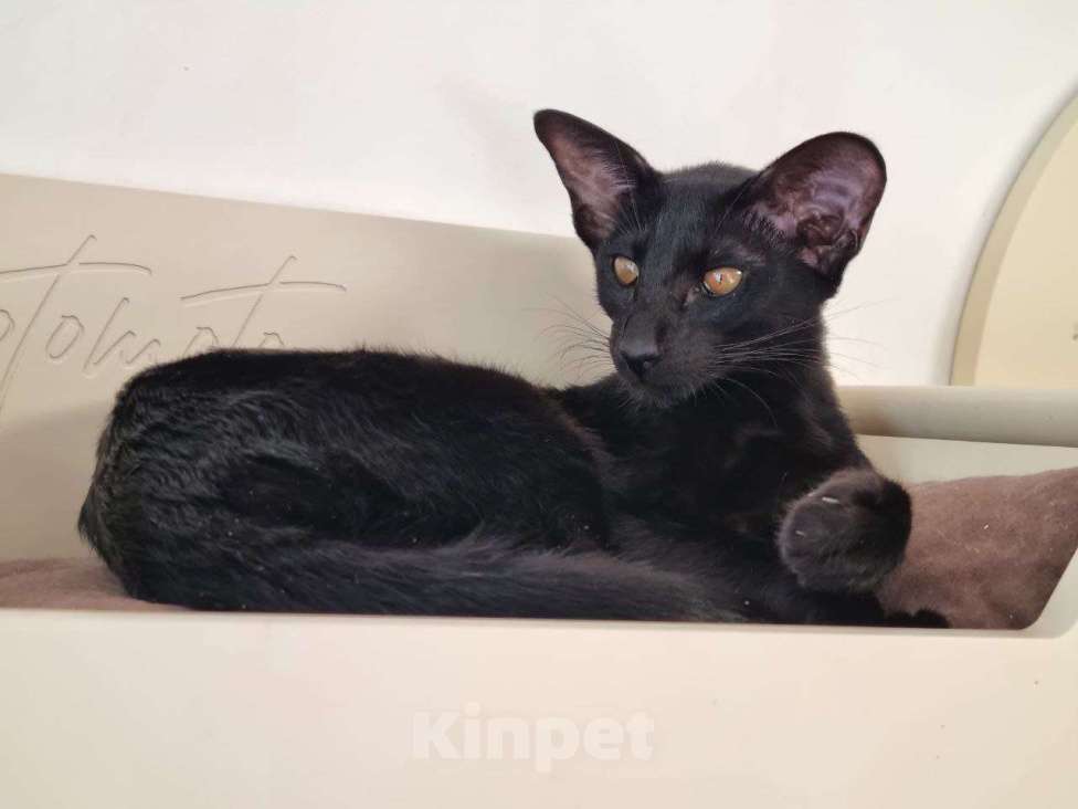 Кошки в Москве: Ориентальный сиамский котенок мальчик. Москва Девочка, 40 000 руб. - фото 2