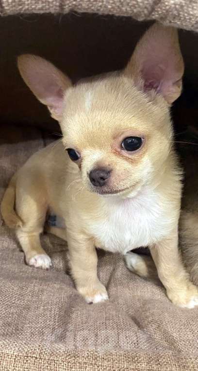 Собаки в Москве: Умка Девочка, Бесплатно - фото 2