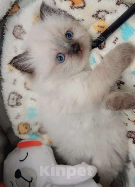 Кошки в Нижнем Новгороде: Высокопородные котята Рэгдолл  Девочка, 60 000 руб. - фото 3