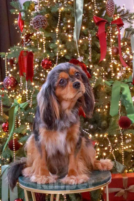 Собаки в Москве: Девочка Кавалер Кинг Чарльз спаниель  Девочка, 500 000 руб. - фото 3