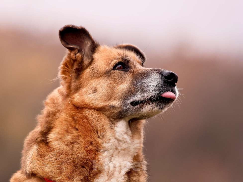 Собаки в Москве: Собака из приюта в добрые руки Девочка, Бесплатно - фото 8