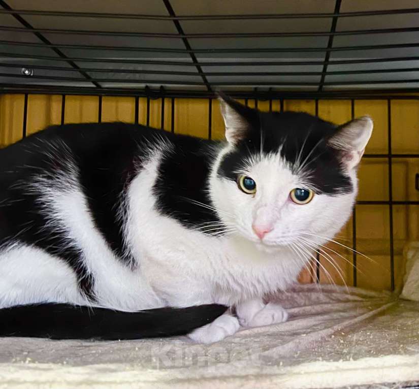 Кошки в Москве: Очень душевный котик Макс в добрые руки Мальчик, Бесплатно - фото 3