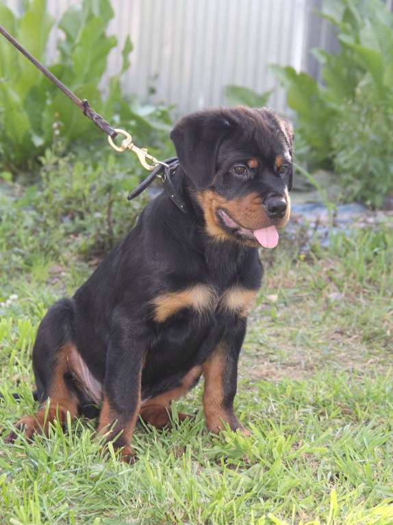 Собаки в Екатеринбурге: Щенки ротвейлера  Мальчик, 60 000 руб. - фото 10