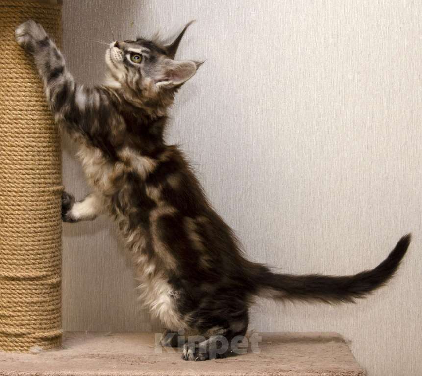 Кошки в Москве: Котята мейн-кун Девочка, 30 000 руб. - фото 3