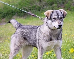 Собаки в Подольске: Собака 2х лет Альфа в добрые руки  Девочка, Бесплатно - фото 4