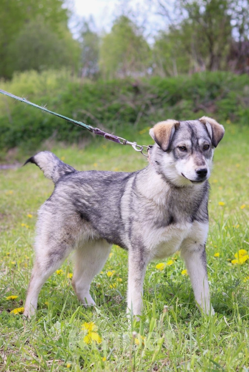 Собаки в Подольске: Собака 2х лет Альфа в добрые руки  Девочка, Бесплатно - фото 4