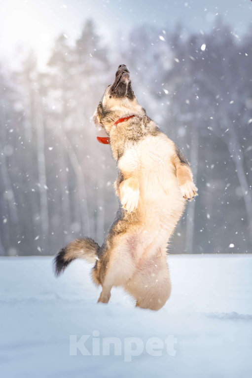Собаки в Клине: Эстери — яркая звёздочка Девочка, Бесплатно - фото 4