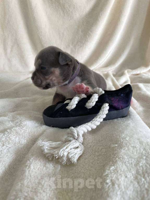 Собаки в Санкт-Петербурге: Щенок Американского булли sm_bulli Michigan Мальчик, 150 000 руб. - фото 3