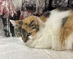 Кошки в Москве: Трехцветный котенок Бетти в добрые руки Девочка, 1 руб. - фото 2