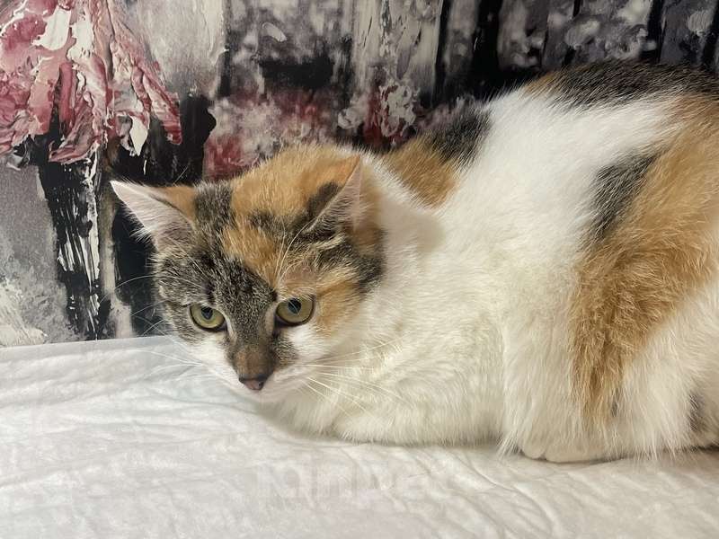 Кошки в Москве: Трехцветный котенок Бетти в добрые руки Девочка, 1 руб. - фото 2