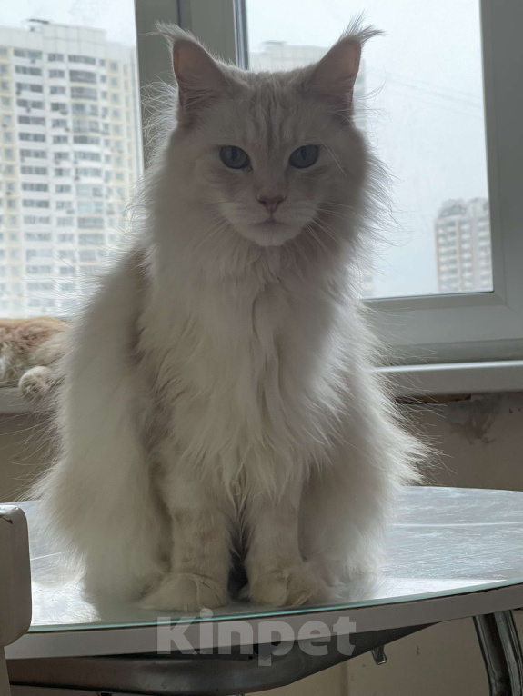 Кошки в Москве: МЕЙН-КУН Девочка, 15 000 руб. - фото 8