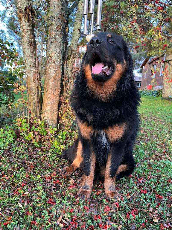 Собаки в других городах Московской области: отдам в хорошие руки Мальчик, 1 руб. - фото 1