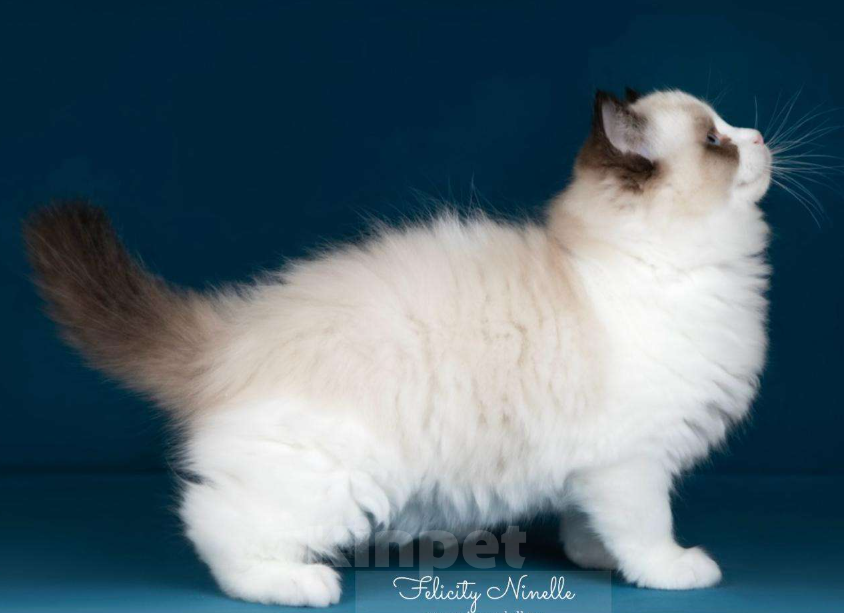 Кошки в Москве: Рэгдолл котята  Мальчик, Бесплатно - фото 5