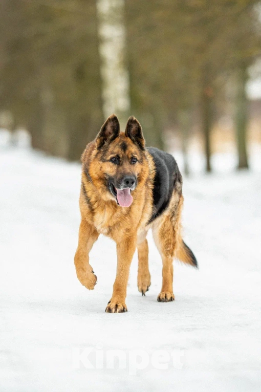 Собаки в Москве: Амур Мальчик, Бесплатно - фото 3