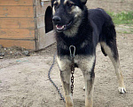 Собаки в Сургуте: Хеппи ищет дом!, Бесплатно - фото 1
