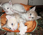 Кошки в Александровске-Сахалинском: Котята мейн-кун, 7 000 руб. - фото 2