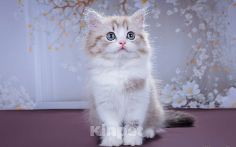 Кошки в Москве: Менуэт Мальчик, 60 000 руб. - фото 4