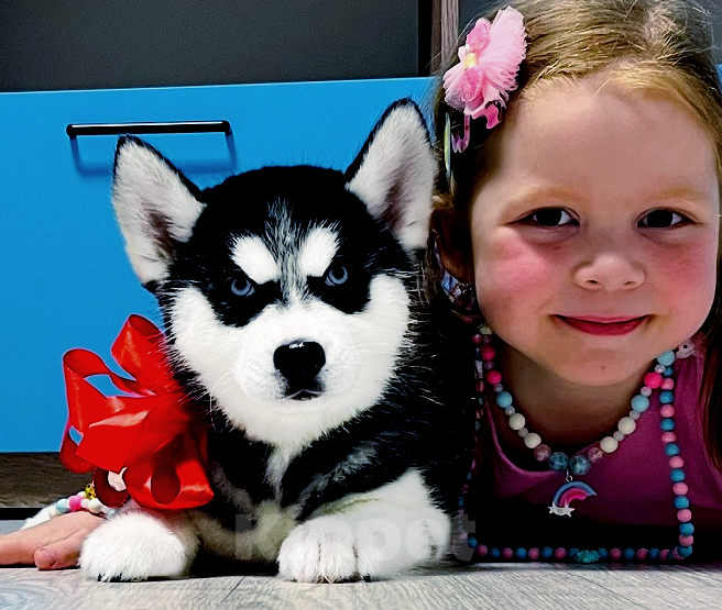 Собаки в Дмитрове: Хаски Щенки Разных окрасов Разнополые, Бесплатно - фото 1