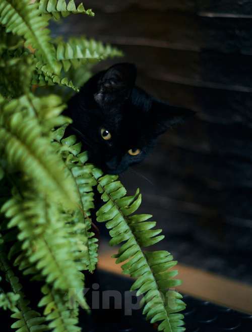 Кошки в Москве: Активные бесстрашные черные котята-мальчики в добрые руки Мальчик, 10 руб. - фото 8