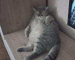 Кошки в Краснодаре: Кошечка в добрые ручки❤️ Девочка, Бесплатно - фото 3