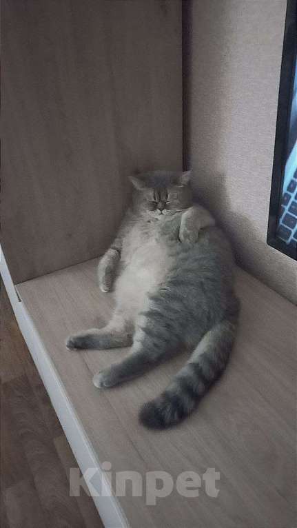 Кошки в Краснодаре: Кошечка шотландская Девочка, Бесплатно - фото 3