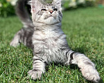 Кошки в Казани: Котята мейн-кун из питомника  Мальчик, 30 000 руб. - фото 1